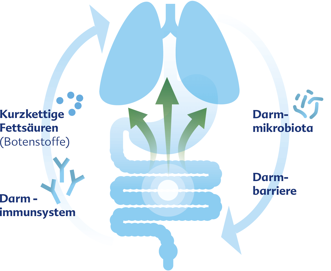 Darm und Lunge interagieren bidirektional über die Darmmikrobiota, deren Stoffwechselprodukte und das Immunsystem miteinander.1, 2